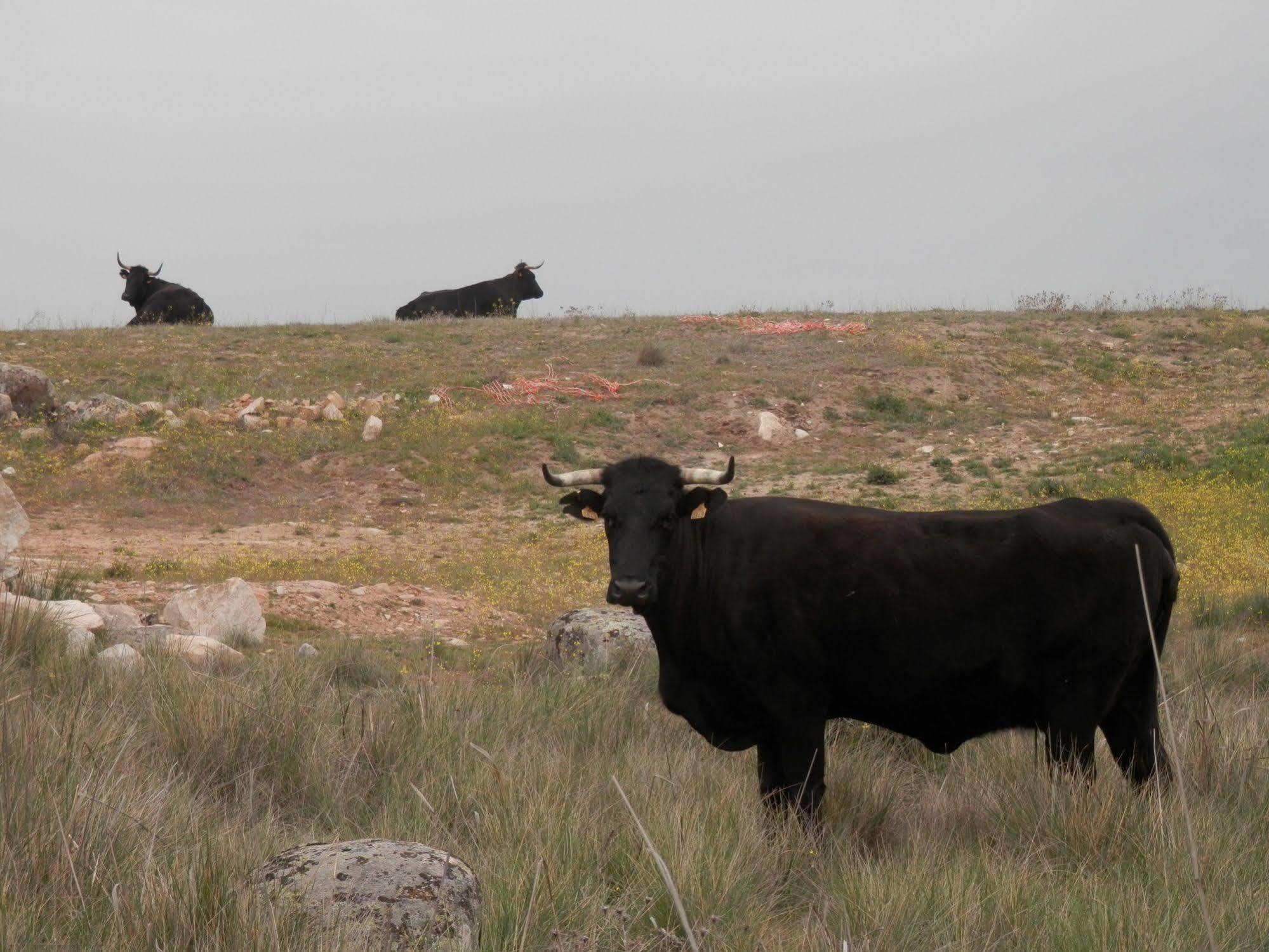 Casa Rural El Dolmen Bernuy-Salinero エクステリア 写真